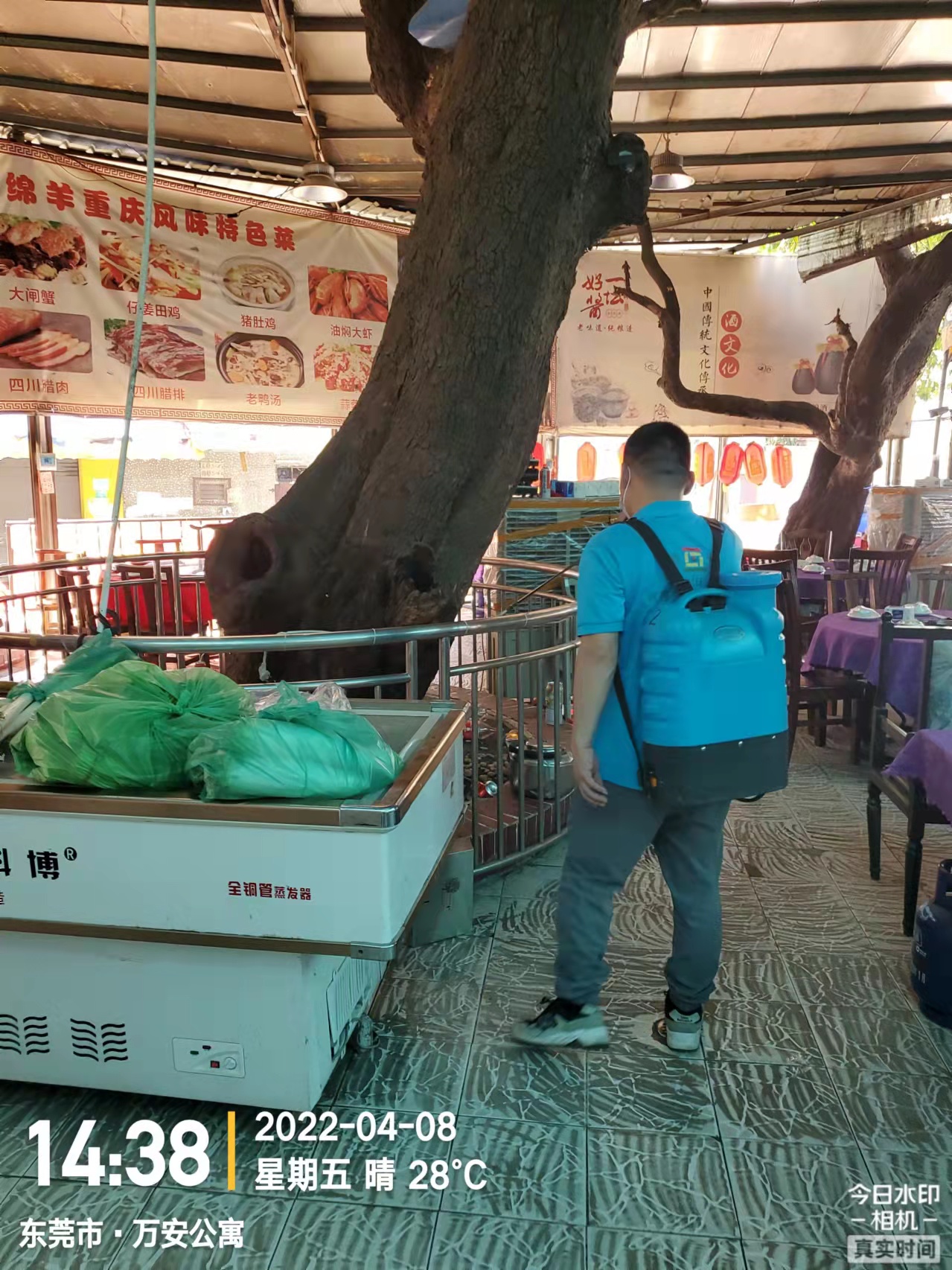 <b>古树防白蚁</b>