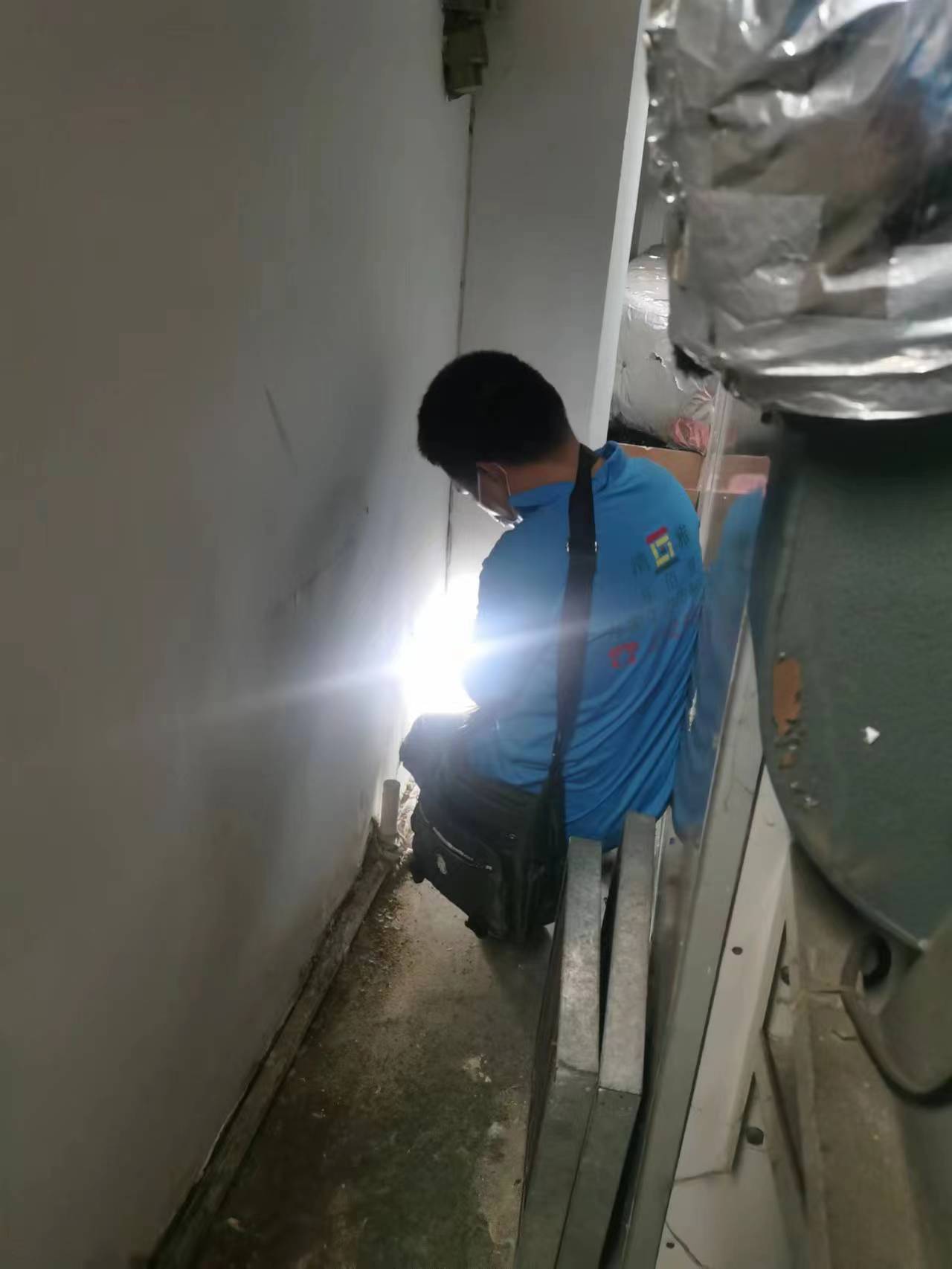 <b>新杨查白蚁</b>