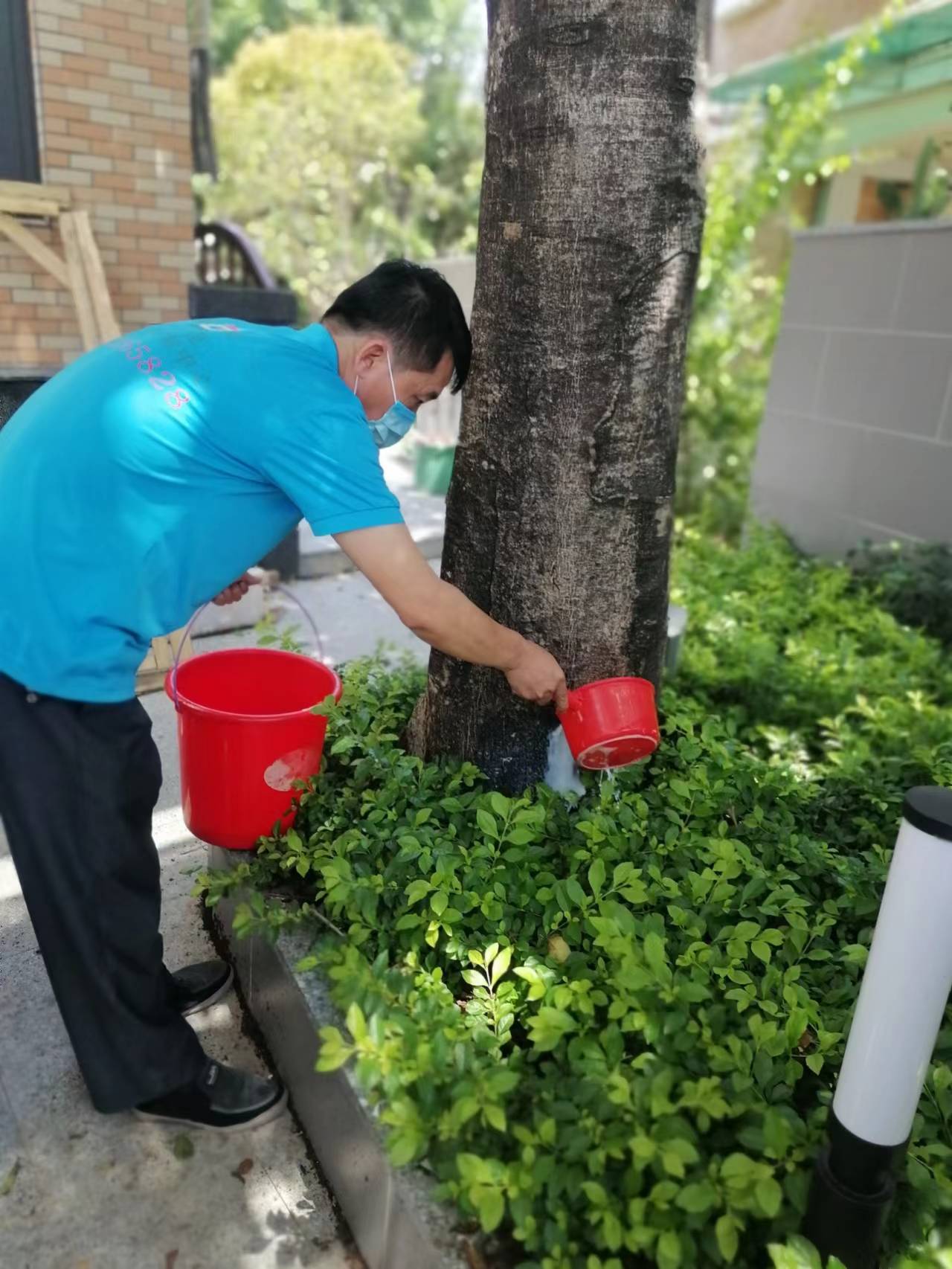 <b>住宅树木灭白蚁</b>